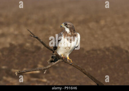 Licht-morph Swainson Hawk in der Morgensonne, in der Nähe des Thompson in South Dakota, USA Stockfoto