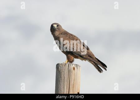 Swainson Hawk (dunkle Morph) 21. Juni 2008 Northern California Stockfoto