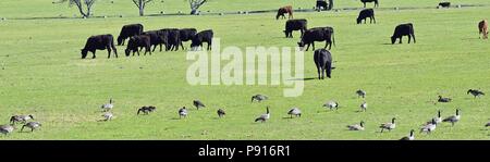 Herde von Kühen und die Schar der Kanadagänse (Branta canadensis) Beweidung und zusammen Picken in Harmonie in einem ländlichen Bauernhof in Bluffdale, Utah. Vereinigte Staat Stockfoto