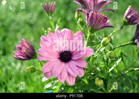 Herbers Stockfoto