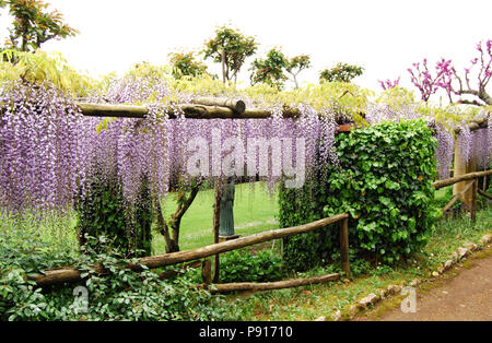 Garten Torbogen mit hängenden Blüten in der Villa Cimbrone, Ravello, Amalfi Küste, Italien Stockfoto