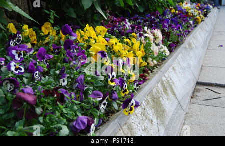 Bunte Stiefmütterchen Blumen in Blumenbeeten der Gärten von Ravello, Amalfi Küste, Italien Stockfoto