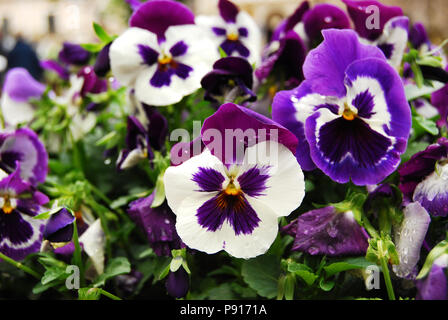 Bunte Stiefmütterchen Blumen in Blumenbeeten der Gärten von Ravello, Amalfi Küste, Italien Stockfoto