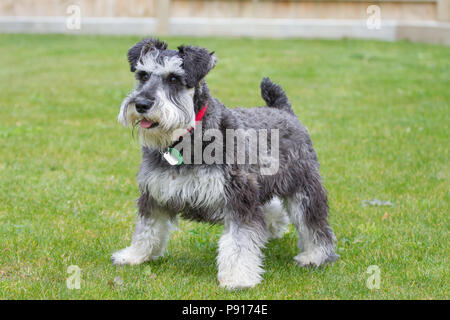 Alert Miniatur Schnauzer steht tagsüber auf üppigem grünem Gras Stockfoto