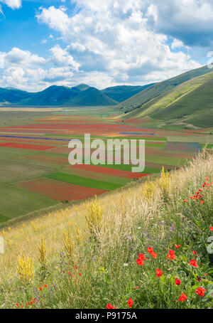 Castelluccio Di Norcia, 2018 (Umbrien, Italien) - Die berühmte Landschaft Blüte mit vielen Farben, im Hochland der Sibillinischen Berge, Italien Stockfoto