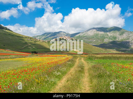 Castelluccio Di Norcia, 2018 (Umbrien, Italien) - Die berühmte Landschaft Blüte mit vielen Farben, im Hochland der Sibillinischen Berge, Italien Stockfoto