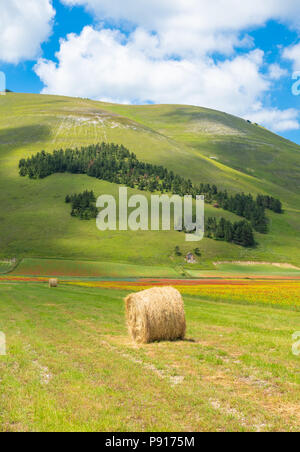 Castelluccio Di Norcia, 2018 (Umbrien, Italien) - Die berühmte Landschaft Blüte mit vielen Farben, im Hochland der Sibillinischen Berge, Italien Stockfoto