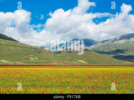 Castelluccio Di Norcia, 2018 (Umbrien, Italien) - Die berühmte Landschaft Blüte mit vielen Farben, im Hochland der Sibillinischen Berge, Italien Stockfoto