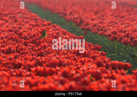 Eine Schafstelze (motallica Flava) sitzt auf einem Tulip in einem Feld voller roter Tulpen auf Goeree-Overflakkee in Holland. Es ist ein schönes Ende nach Stockfoto