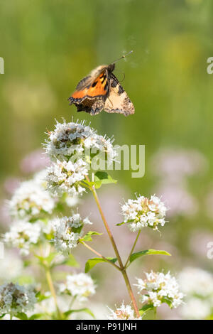 Stirlingshire, Schottland, UK - 14. Juli 2018: UK Wetter - ein kleiner Fuchs Schmetterling huschen zwischen Majoran Blumen auf einem anderen trockenen Tag in Stirlingshire Credit: Kay Roxby/Alamy leben Nachrichten Stockfoto