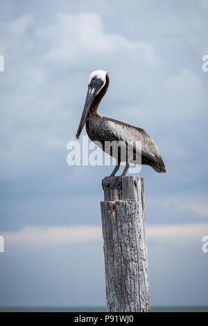 Ein Pelikan auf einer hölzernen Pfosten am Strand gehockt. Stockfoto