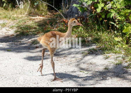 21 Tage Sandhill Crane Baby an Reifel Vogelschutzgebiet, Vancouver BC Kanada Stockfoto