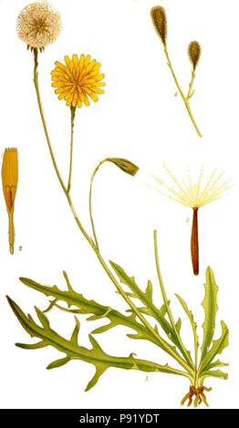 400 Leontodon autumnalis höstfibbla Stockfoto