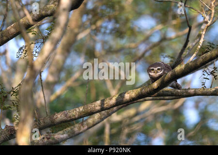 Gefleckte Owlet (Athene brama) in Jaguli Nadia Westbengalen Stockfoto