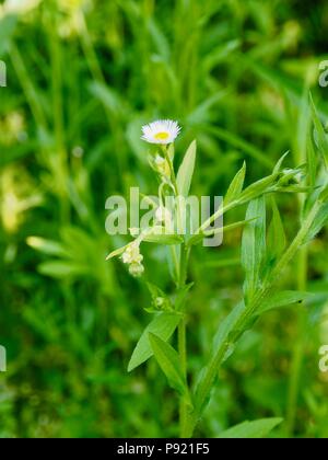 Eine weiße Löwenzahn Landschaft von Cheongju, Südkorea Stockfoto