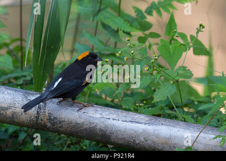 Golden-naped Finch (Pyrrhoplectes epauletta) in Sikkim Himalaya Indien Stockfoto