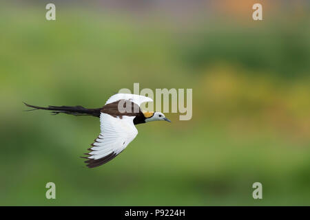 Fasan-tailed jacana oder Hydrophasianus chirurgus in Kalkutta Stadtrand Westbengalen, Indien Stockfoto