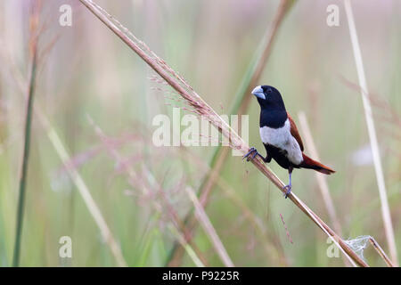 White-rumped Munia oder Lonchura striata in Kalkutta Stadtrand Stockfoto