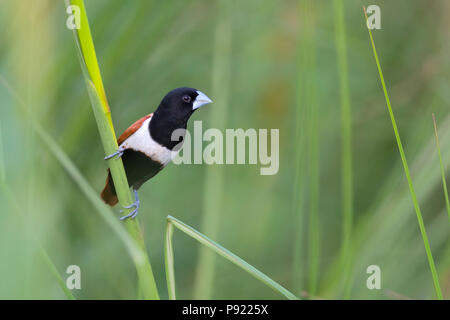 White-rumped Munia oder Lonchura striata in Kalkutta Stadtrand Stockfoto