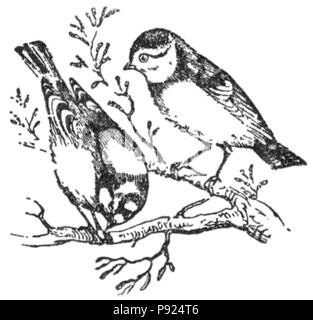 434 NSRW Blaue Meise, Männlich und Weiblich Stockfoto