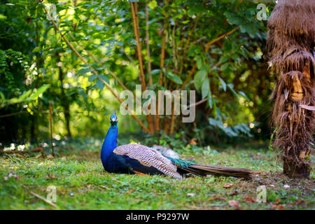 Schöne Pfau entspannend auf das Gras in einem Zoo Stockfoto