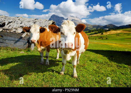 Kühe auf der Seiser Alm, der größten Hochalm Europas, atemberaubenden Rocky Mountains im Hintergrund. Südtirol Provinz von Italien, Dolo Stockfoto