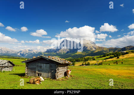 Kühe auf der Seiser Alm, der größten Hochalm Europas, atemberaubenden Rocky Mountains im Hintergrund. Südtirol Provinz von Italien, Dolo Stockfoto