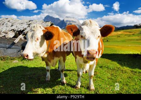 Kühe auf der Seiser Alm, der größten Hochalm Europas, atemberaubenden Rocky Mountains im Hintergrund. Südtirol Provinz von Italien, Dolo Stockfoto