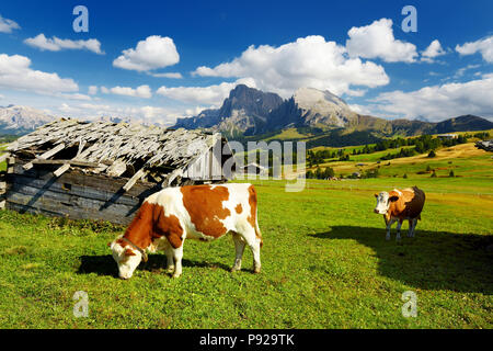 Kühe auf der Seiser Alm, der größten Hochalm Europas, atemberaubenden Rocky Mountains im Hintergrund. Südtirol Provinz von Italien, Dolo Stockfoto