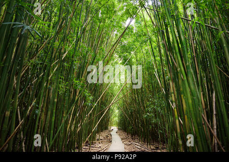 Holz- Weg durch dichten Bambuswald, zu den berühmten Waimoku fällt. Beliebte Pipiwai trail Haleakala National Park auf Maui, Hawaii, USA Stockfoto