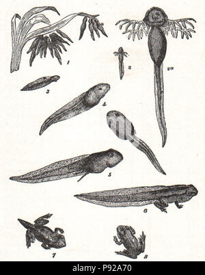 . 438 NSRW Stufen in den life-history der Frosch Stockfoto