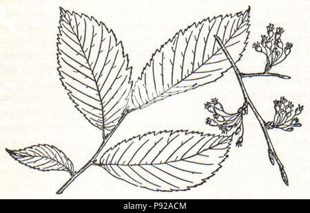 . 439 NSRW weiß Elm Stockfoto