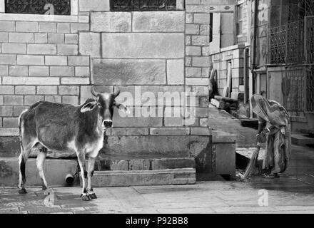 Ein RAJASTHANI Frau fegt die Straße wie eine Kuh streift sich in der Goldenen Stadt Jaisalmer, Rajasthan, Indien Stockfoto