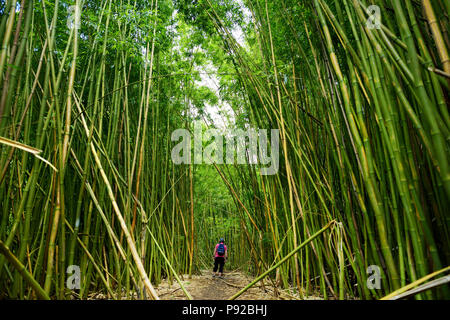 Weg durch dichten Bambuswald, zu den berühmten Waimoku fällt. Beliebte Pipiwai trail Haleakala National Park auf Maui, Hawaii, USA Stockfoto