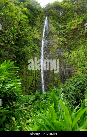 Berühmte Waimoku fällt Wasserfall an der Spitze des Pipiwai Trail, über Sieben Heiligen Pools auf der Straße nach Hana. Maui, Hawaii, USA. Stockfoto