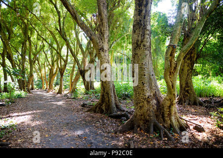 Schönen Weg durch den tropischen Regenwald, die zu Honolua Bay Beach, Maui, Hawaii, USA Stockfoto