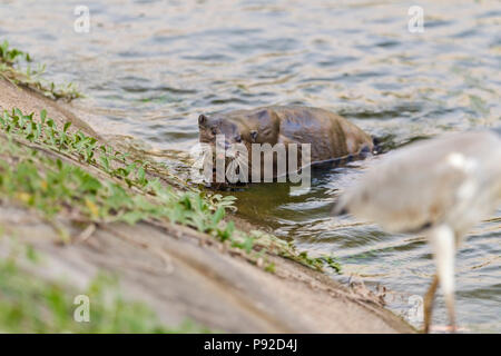 Glatte beschichtete Otter auf opportunistische Graureiher im städtischen Lebensraum Fluss starrte, Singapur Stockfoto