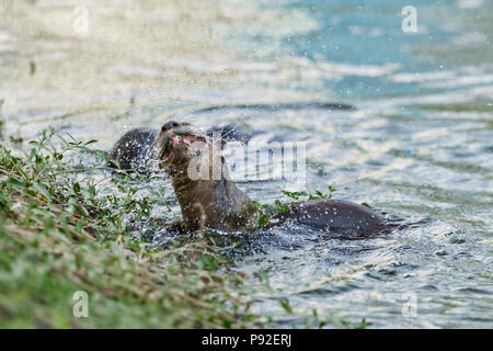 Glatte beschichtete Otter Ausschütteln das Wasser aus seinem Fell in städtischen Fluss Lebensraum, Singapur Stockfoto