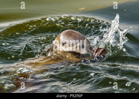 Glatte beschichtete Otter Jagd Fischen in städtischen Fluss Lebensraum, Singapur Stockfoto