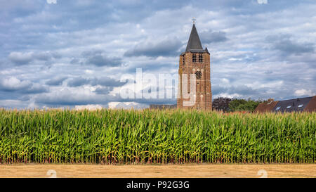 Maisfeld mit einem Turm auf dem Hintergrund gegen einen blauen Himmel mit dramatischen Wolken, Flandern, Belgien Stockfoto