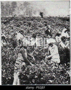 . 437 NSRW Kommissionierung Tee in Ceylon Stockfoto