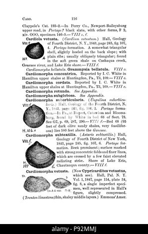 Ein Wörterbuch der Fossilien von Pennsylvania und Nachbarstaaten in die Berichte und Kataloge der Umfrage benannt (Seite 116) Stockfoto