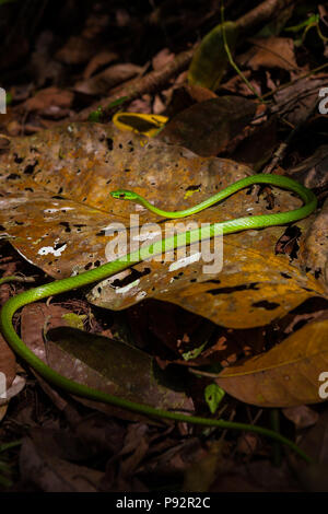 Tierwelt Panamas mit einer grünen Weinschlange, Oxybelis fulgidus, auf dem Regenwaldboden im Chagres-Nationalpark, entlang des alten Camino Real Trail, Panama. Stockfoto