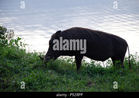 Warzenschwein essen Gras in der Dämmerung durch Lake Mburo, Uganda, Ostafrika Stockfoto