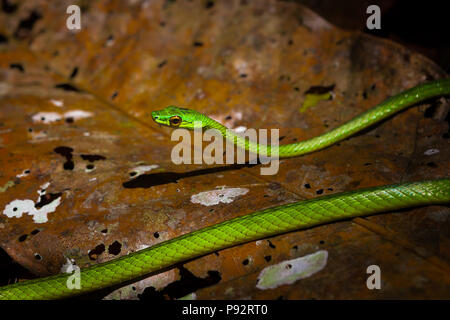 Tierwelt Panamas mit einer grünen Weinschlange, Oxybelis fulgidus, auf dem Regenwaldboden im Chagres-Nationalpark, entlang des alten Camino Real Trail, Panama. Stockfoto