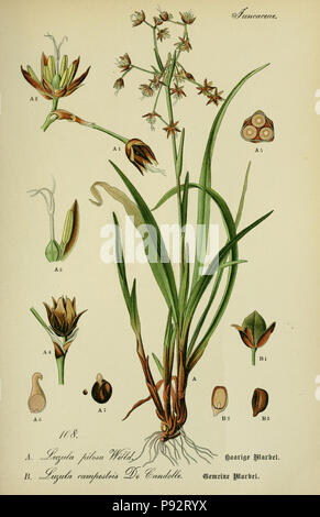 Flora von Deutschland, Österreich und der Schweiz. Gera, Zezschwitz, 1903-Http://biodiversitylibrary.org/page/12306654 470 Prof. Dr. Thomé, Flora von Deutschland, Österreich und der Schweiz in Wort und Bild für Schule und Haus; mit... Gr... von Walter Müller (PL. 108) (7845372768) Stockfoto