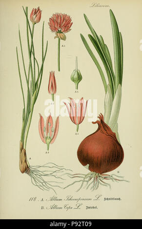 Flora von Deutschland, Österreich und der Schweiz. Gera, Zezschwitz, 1903-Http://biodiversitylibrary.org/page/12306674 470 Prof. Dr. Thomé, Flora von Deutschland, Österreich und der Schweiz in Wort und Bild für Schule und Haus; mit... Gr... von Walter Müller (PL. 118) (7845385972) Stockfoto