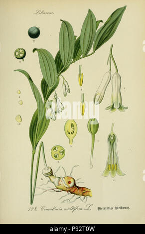 Flora von Deutschland, Österreich und der Schweiz. Gera, Zezschwitz, 1903-Http://biodiversitylibrary.org/page/12306694 470 Prof. Dr. Thomé, Flora von Deutschland, Österreich und der Schweiz in Wort und Bild für Schule und Haus; mit... Gr... von Walter Müller (PL. 128) (7845400390) Stockfoto