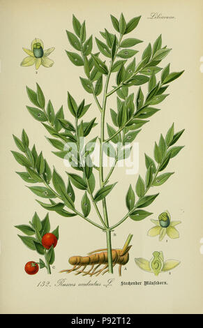 Flora von Deutschland, Österreich und der Schweiz. Gera, Zezschwitz, 1903-Http://biodiversitylibrary.org/page/12306702 470 Prof. Dr. Thomé, Flora von Deutschland, Österreich und der Schweiz in Wort und Bild für Schule und Haus; mit... Gr... von Walter Müller (PL. 132) (7845405936) Stockfoto