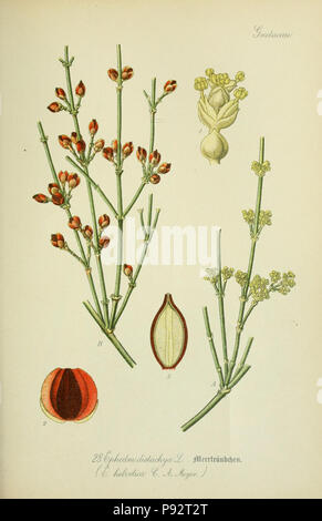 Flora von Deutschland, Österreich und der Schweiz. Gera, Zezschwitz, 1903-Http://biodiversitylibrary.org/page/12306490 470 Prof. Dr. Thomé, Flora von Deutschland, Österreich und der Schweiz in Wort und Bild für Schule und Haus; mit... Gr... von Walter Müller (PL. 28) (7845264294) Stockfoto